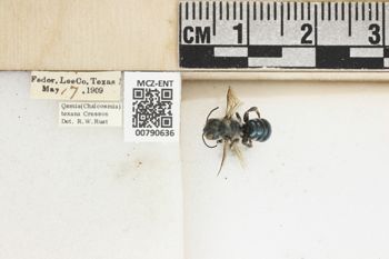 Media type: image;   Entomology 790636 Aspect: Labels